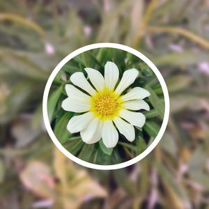 免费美女被操视频
