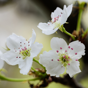 免费美女被操视频
